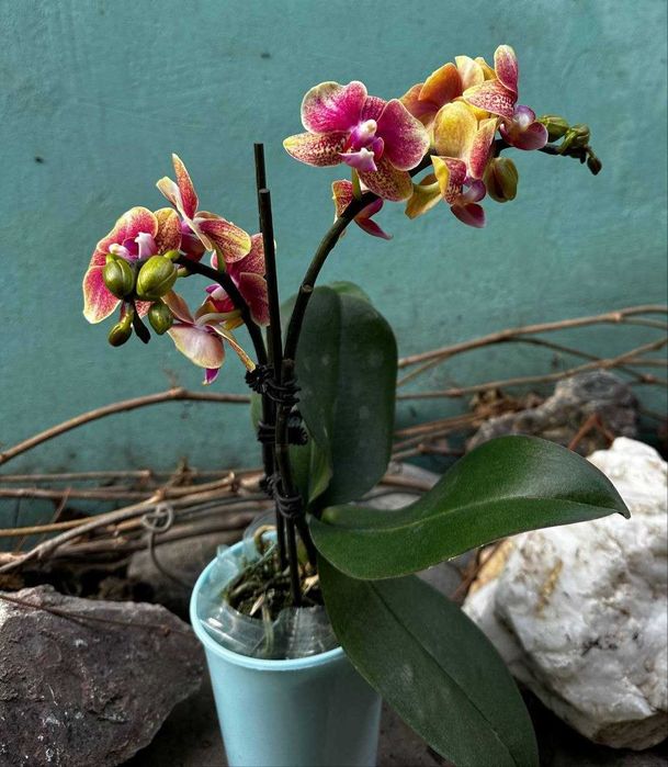 Орхидеи продам дешево