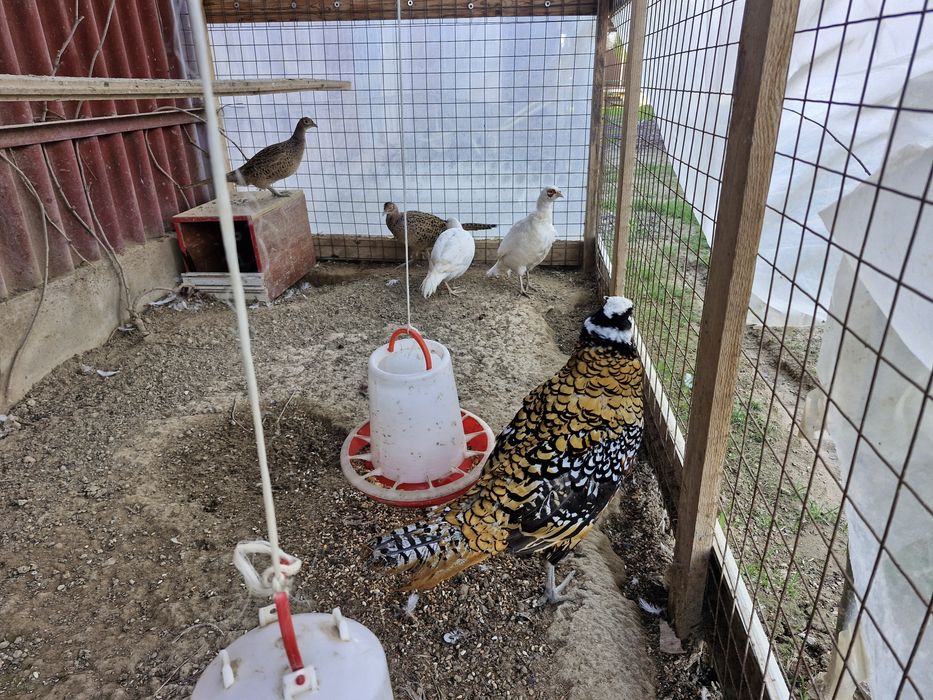 Фазан золотой серебро