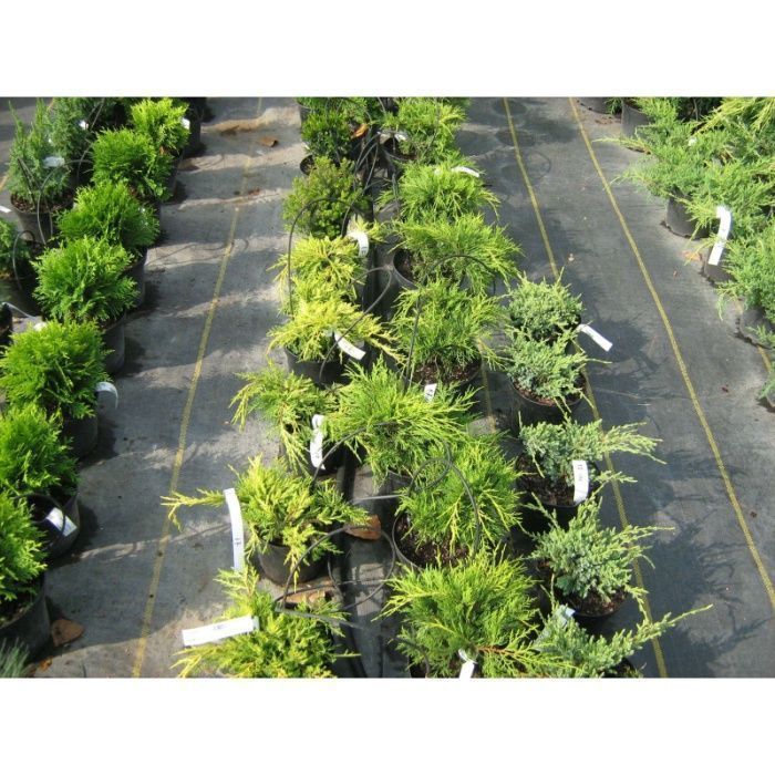 Agrotextil=Ideala Plantatie Capsuni 1x100ml=295lei; 0,5x100ml=203lei