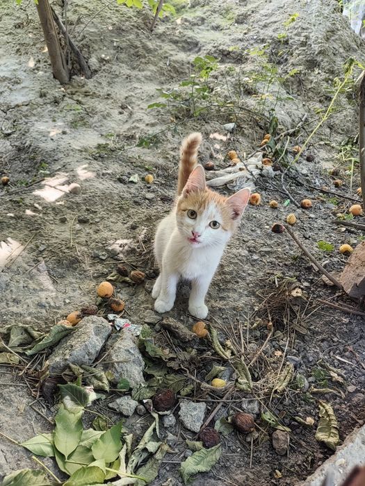 Котёнок мальчик ищет дом!