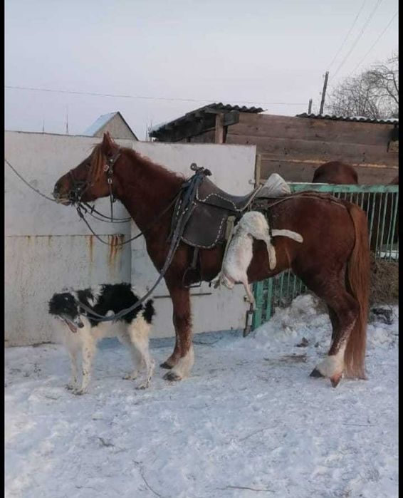 Продам Русский Борзый