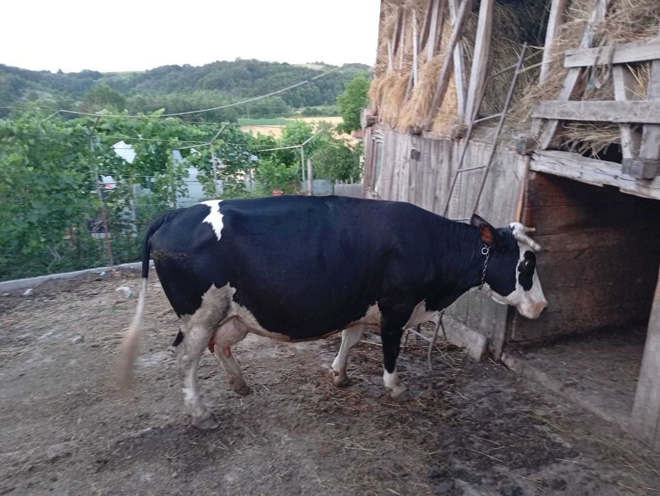 Vacă de vânzare.
