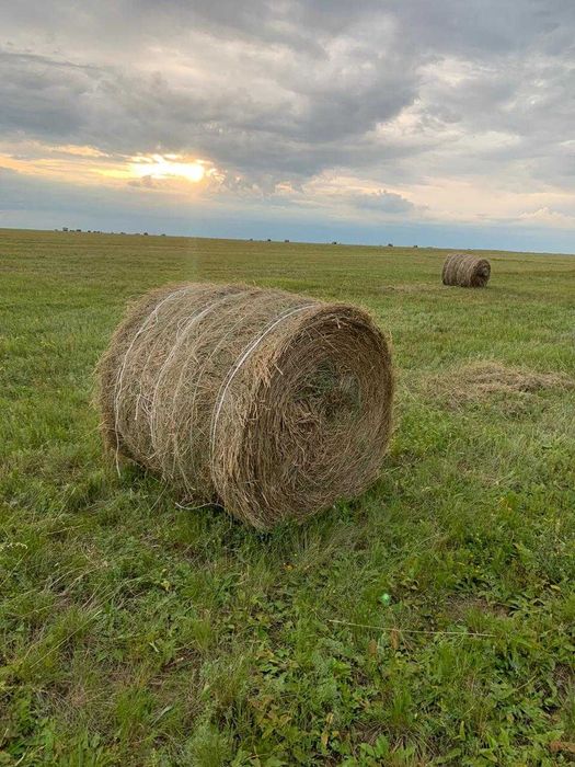 солома ячменная в рулонах продам