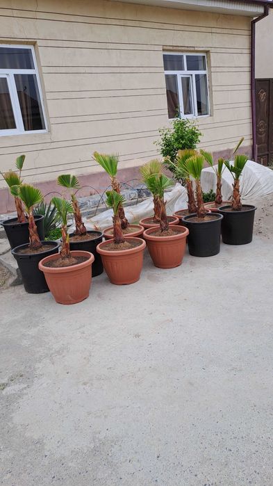 Вашингтония пальмалари сотилади