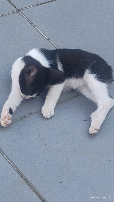 Котенце без опашка