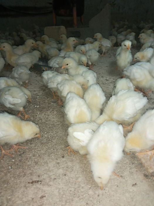 20 кунлик Жужа сотилади тез ва арзон