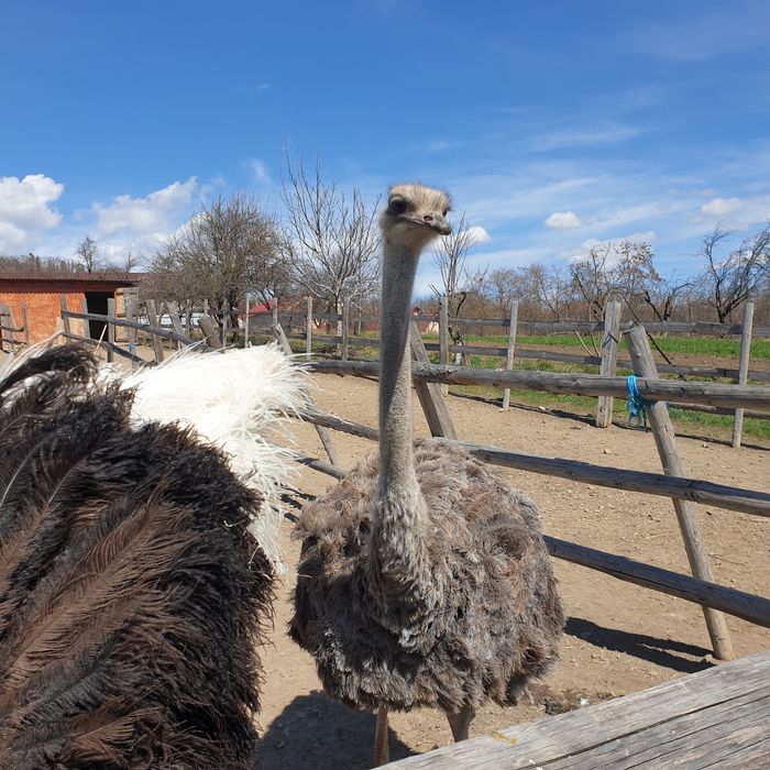 Oua strut pentru incubatie si consum!