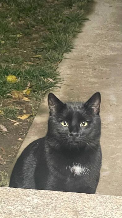 Motan schiop si iubaret de 2 ani pentru adoptie