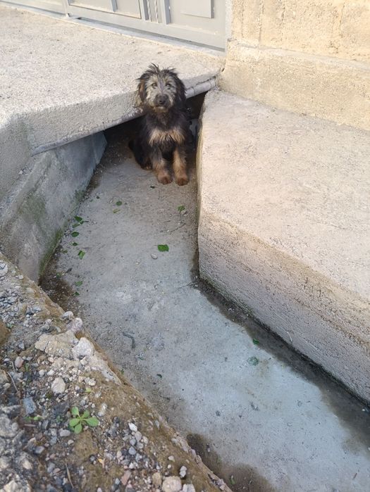 Молодой пёс в Чирчике