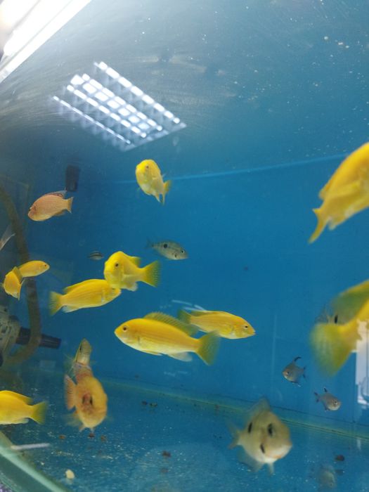 Аквариумная рыбка  в Афалине