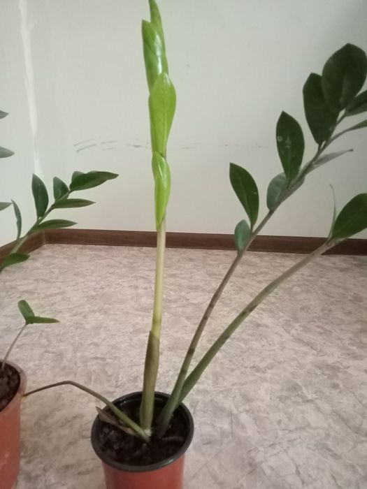 Продам комнатные цветы