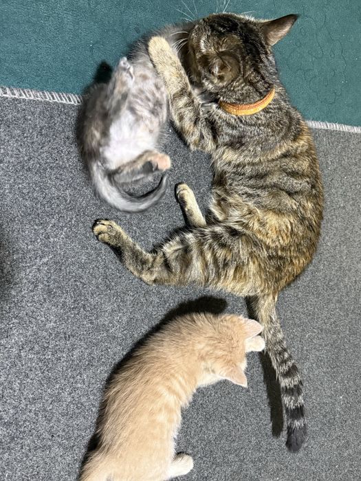 Mushuklar berib yuborildi qolmadi