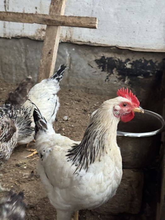 Молодые петухииии