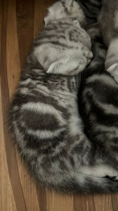 Скоттиш фолд (вислоухий шотландский котенок)