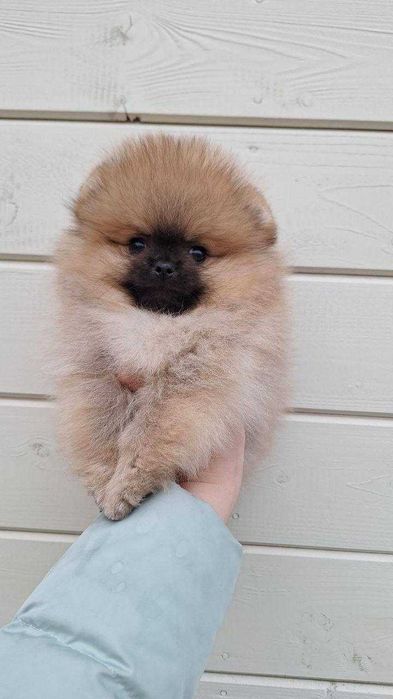 Шпиц померанский