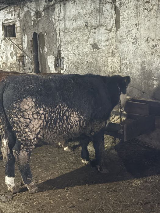 Бычки на племя акбас, ангус