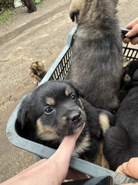 Отдам щенят в добрые руки