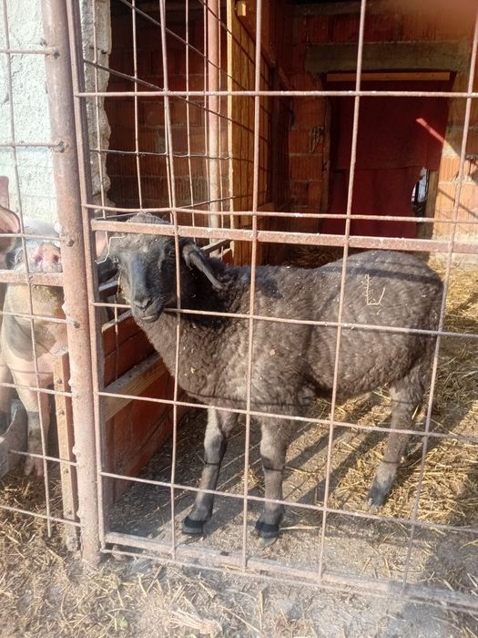 Miel De vanzare Cintei