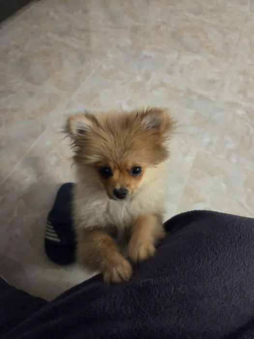 Сладко померанче