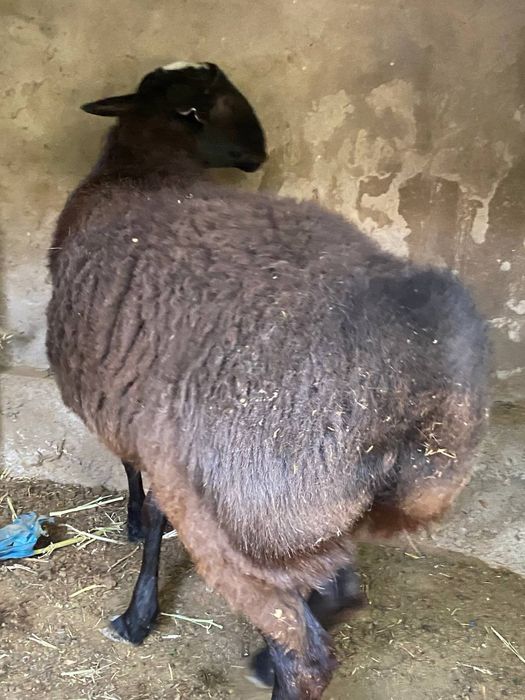 Кой кочкор сотилади