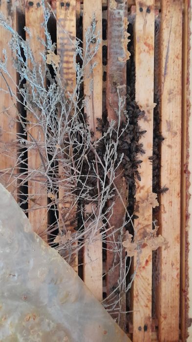 Пчёлы, пчелопакеты