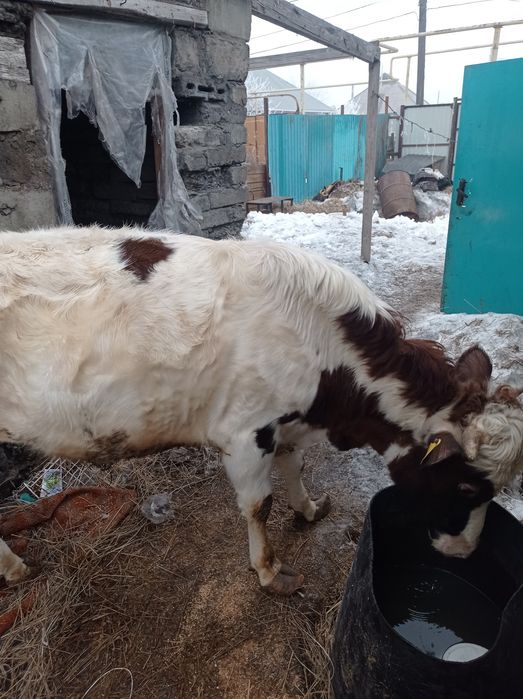 Продам быка полтора года