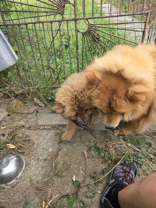 Chow Chow  3 luni