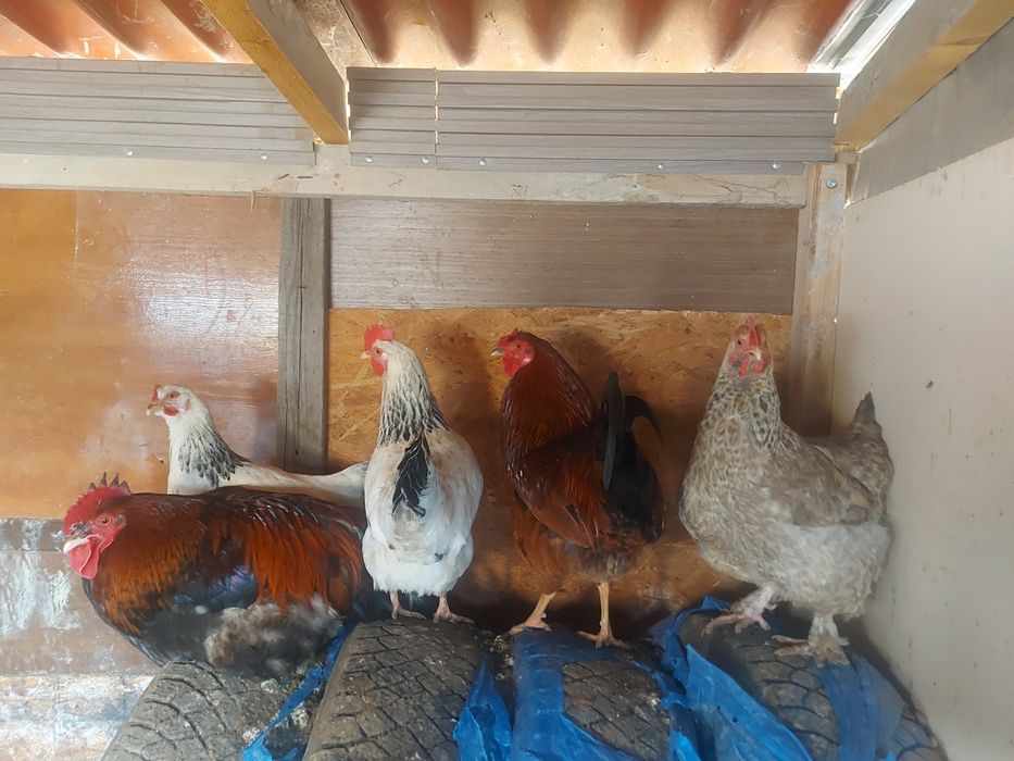 Продаётся куры и петухи