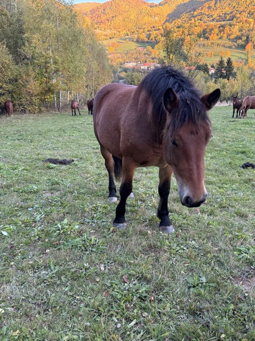 Manji de 6 luni si manza de doi ani ! (Manz , iapa )