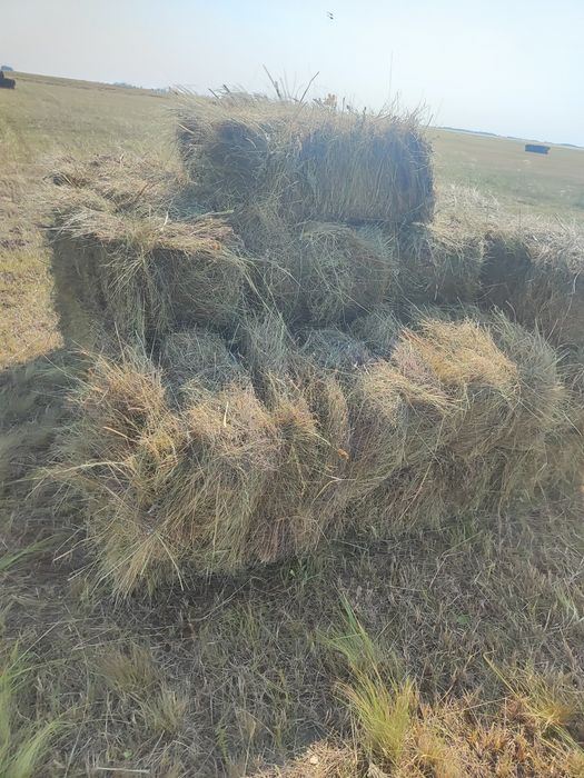 Сено в тюках и рулонах