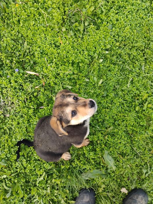 Белгийска овчарка