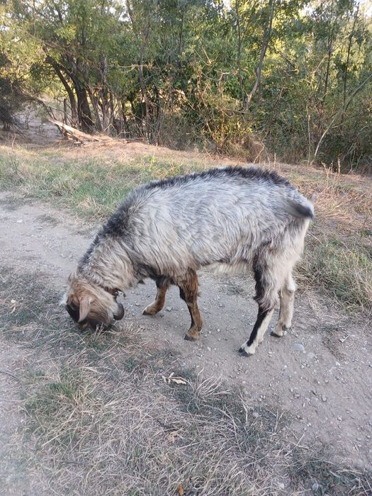 Tap de vanzare, pentru carne sau pentru capre