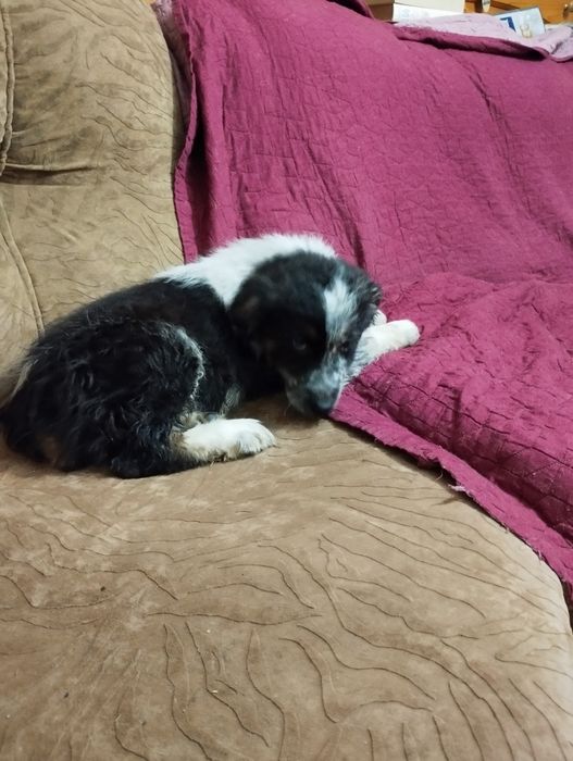 Подарявам малко кученце