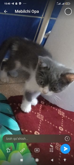 Mushuk chala sotiladi kelishilgan xolda