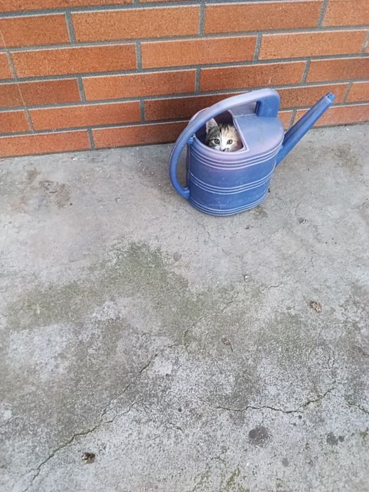 Отдам котят в хорошие руки