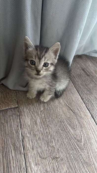Отдам котят в добрые руки!