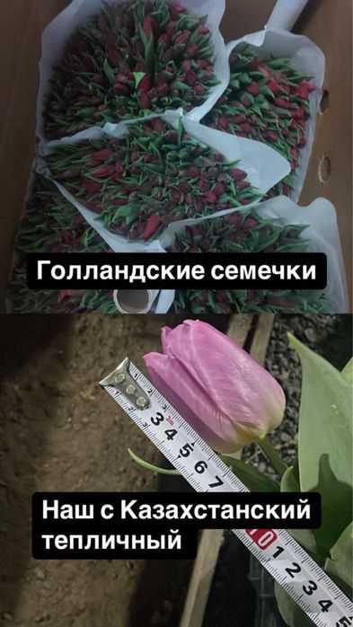 Крупные Тюльпаны Петропавловск