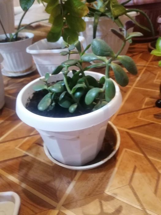 Доллоровое дерево растение