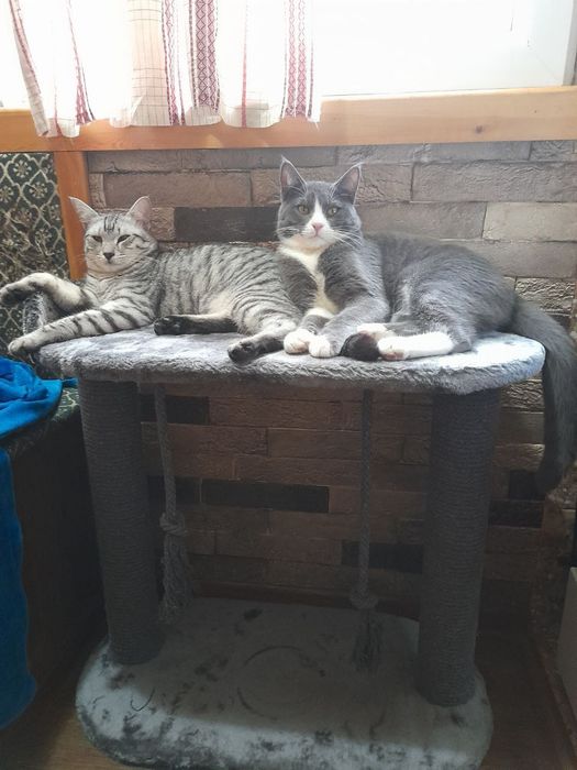 Когтеточки для котят  и кошек. Имеется в наличии Высота  60см 420000