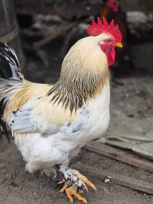 Păsări Brahma de vânzare