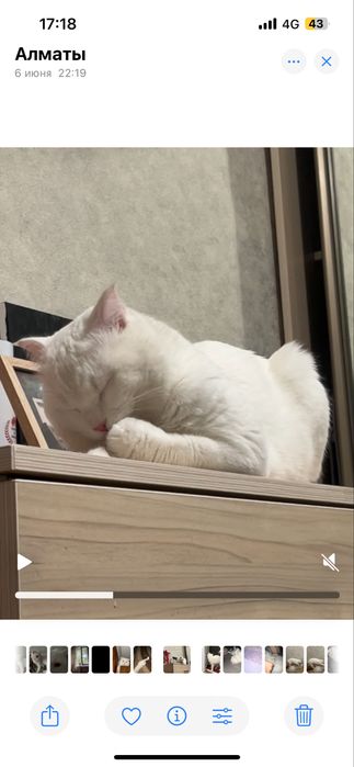 Отдам в добрые руки