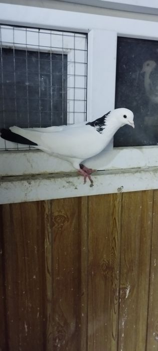 Продам молдых голубей