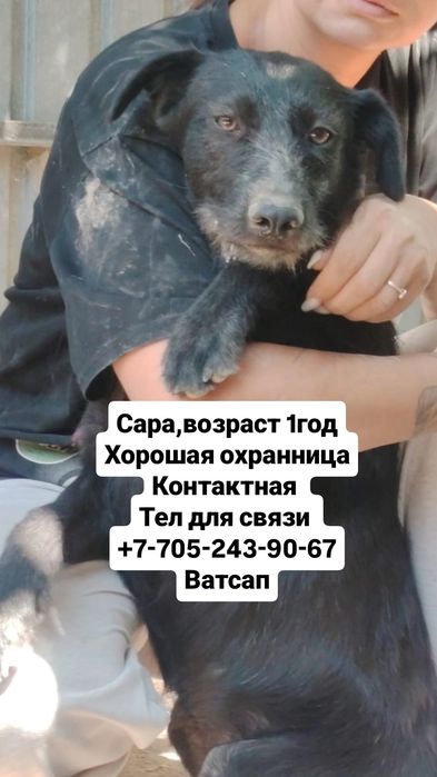 собаки в хорошие руки
