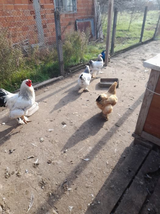 Мисирки.кокошки брама.Зайци на 8месеца за разплод и месо над3.5кг. 40л