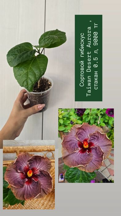 Сортовой гибискус,  китайская роза