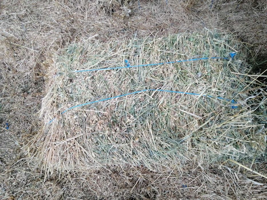 Vand baloti de lucerna si de paie