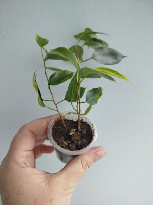 Продам   фикус Бенжамина