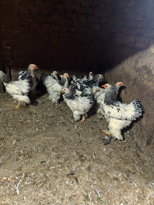 Продавам кокошки брама