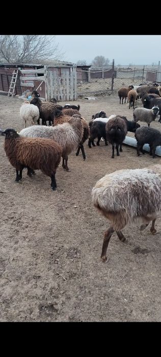 Буаз койлар сатылады