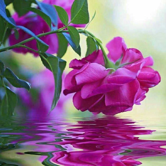 Уроци по математика, Пловдив, Център